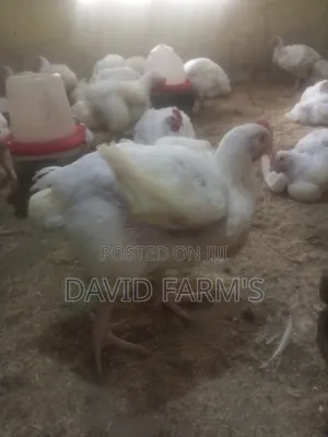  Premium Broiler Chickens for Sale in Ilorin! 