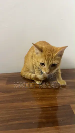 1-3 months Female Purebred Tabby