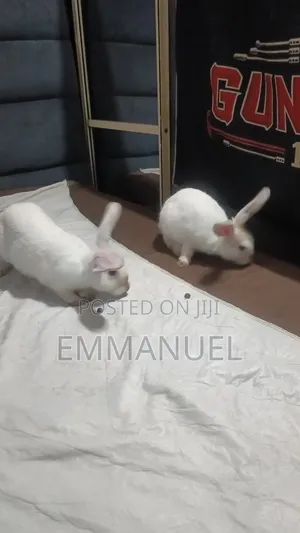 1 Male 1female 4 Months Old Big Rabbits