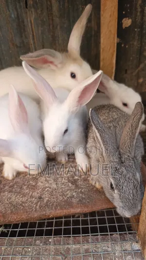 Two Months Old Male Rabbits