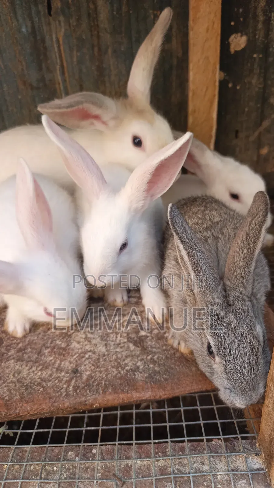 Two Months Old Male Rabbits