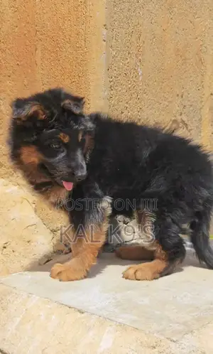 1-3 months Female Purebred German Shepherd