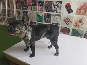 3-6 months Male Purebred French Bulldog