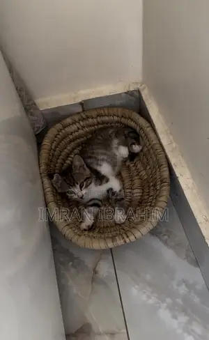 1-3 months Male Mixed Breed Persian