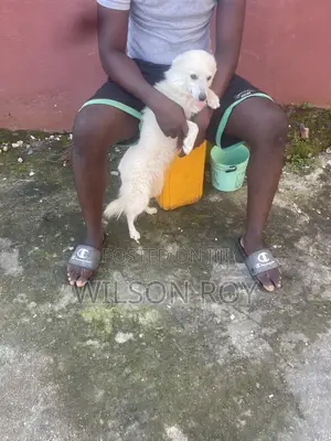 1+ year Male Purebred American Eskimo