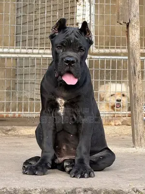 1-3 months Male Purebred Cane Corso