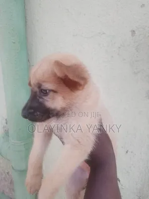 1-3 months Female Purebred German Shepherd