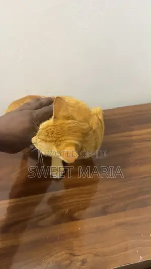3-6 months Female Mixed Breed American Shorthair
