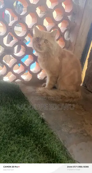 1+ year Male Purebred Persian