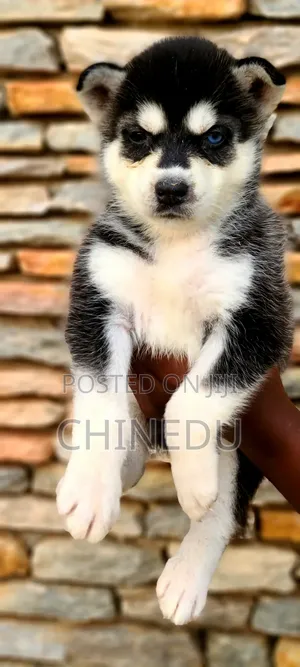 1-3 months Female Purebred Siberian Husky