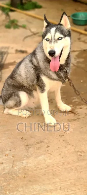 1+ year Female Purebred Siberian Husky