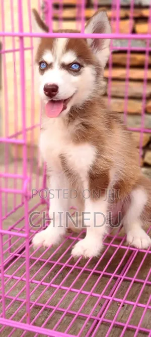 1-3 months Male Purebred Siberian Husky