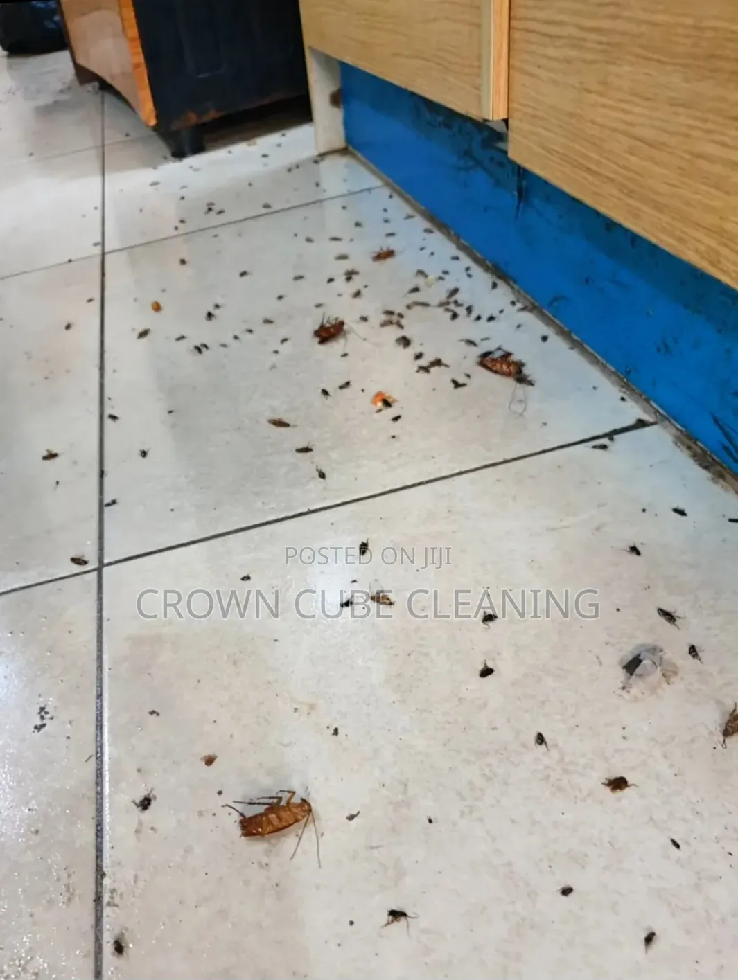 Active Fumigation Services and Sofa Cleaning Services