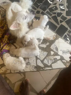 0-1 month Female Purebred American Eskimo