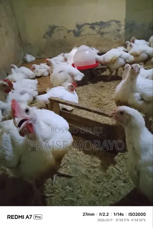50 Pieces Giant Broiler Chickens, Fresh & Meaty, Ilorin