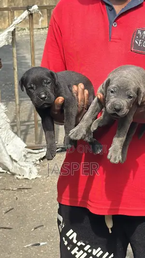 1-3 months Male Purebred Cane Corso