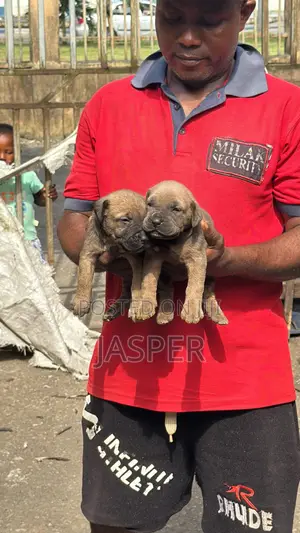 1-3 months Male Purebred Cane Corso