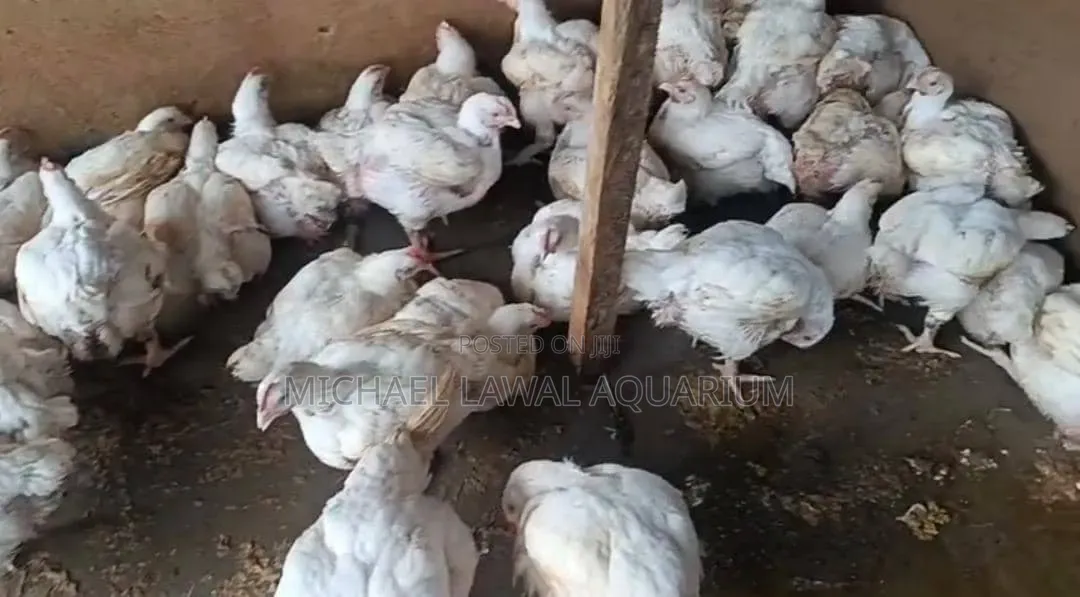 Chicken Broiler