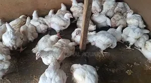 Chicken Broiler