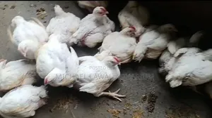 Chicken Broiler
