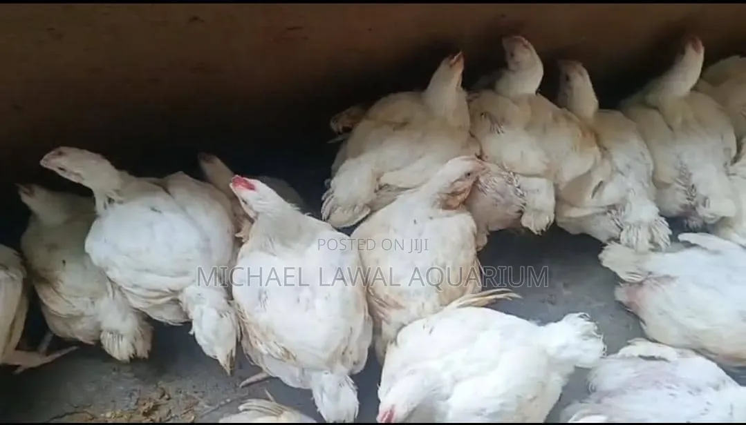 Chicken Broiler