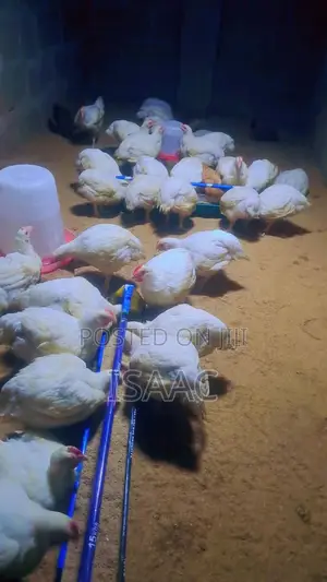 6 Weeks + Broilers