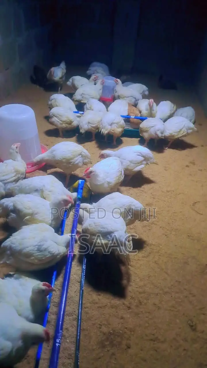 6 Weeks + Broilers