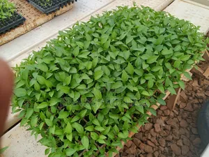 Crop Seedlings