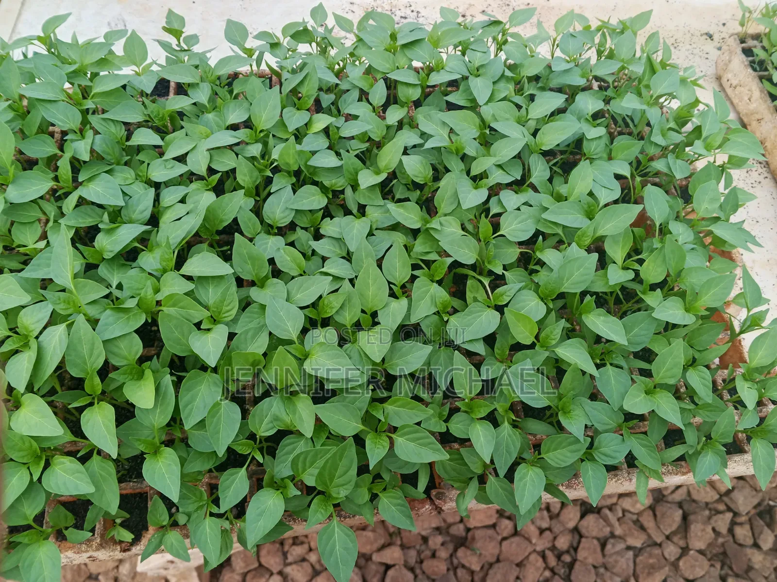 Crop Seedlings