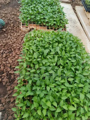 Crop Seedlings