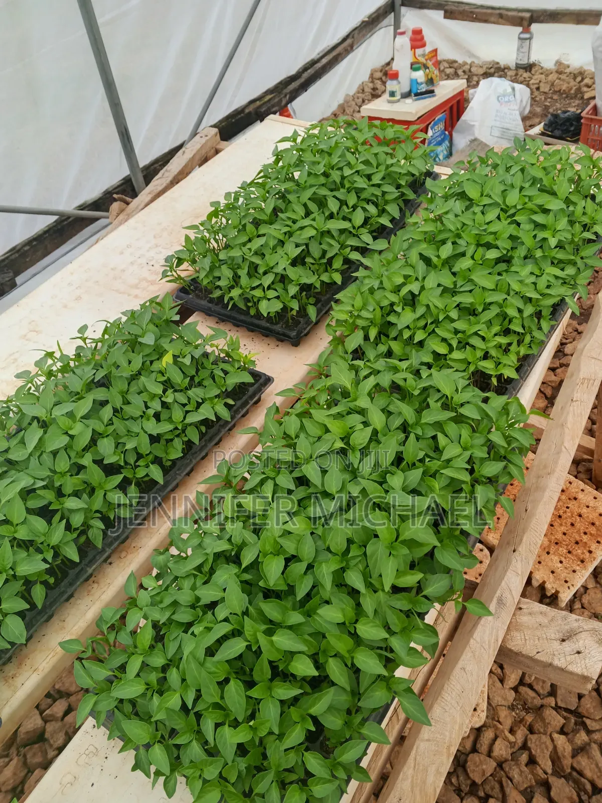 Crop Seedlings