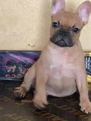 3-6 months Female Purebred French Bulldog