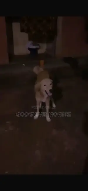 1+ year Male Purebred Golden Retriever