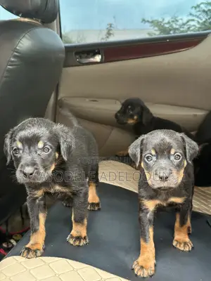 1-3 months Male Purebred Rottweiler