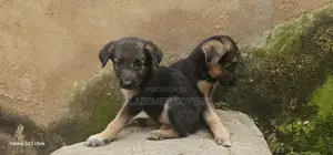 1-3 months Male Purebred German Shepherd