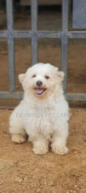 1+ year Male Purebred Lhasa Apso