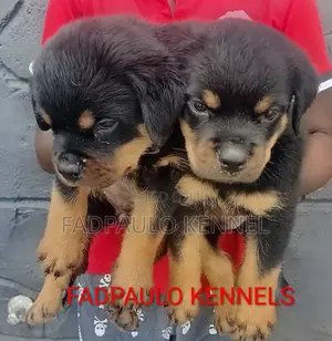 1-3 months Female Purebred Rottweiler