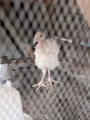 Improved Local Chicken