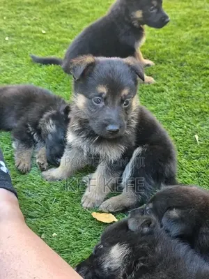 1-3 months Female Purebred German Shepherd