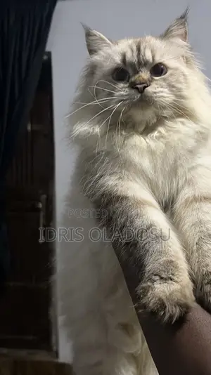 1+ year Female Purebred Persian