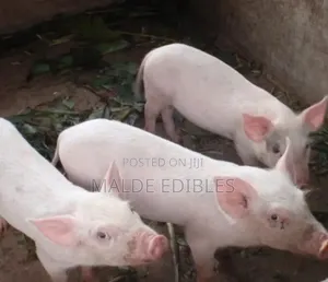 Oven Dried Full Pig Meat