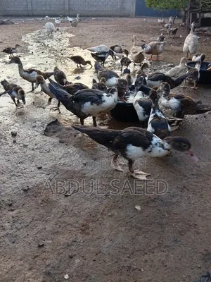 Dduckling Fully Vaccinated