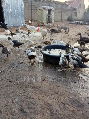 Dduckling Fully Vaccinated