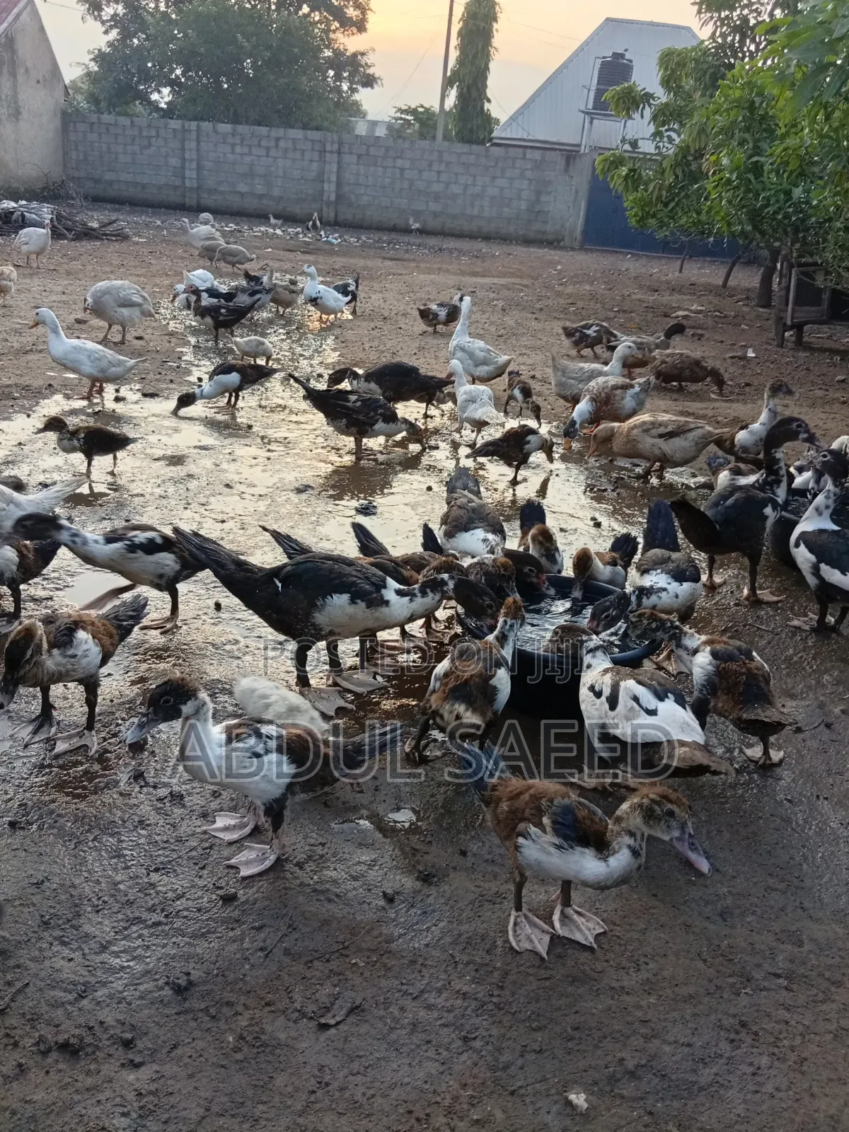 Dduckling Fully Vaccinated