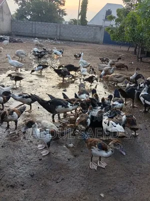 Dduckling Fully Vaccinated