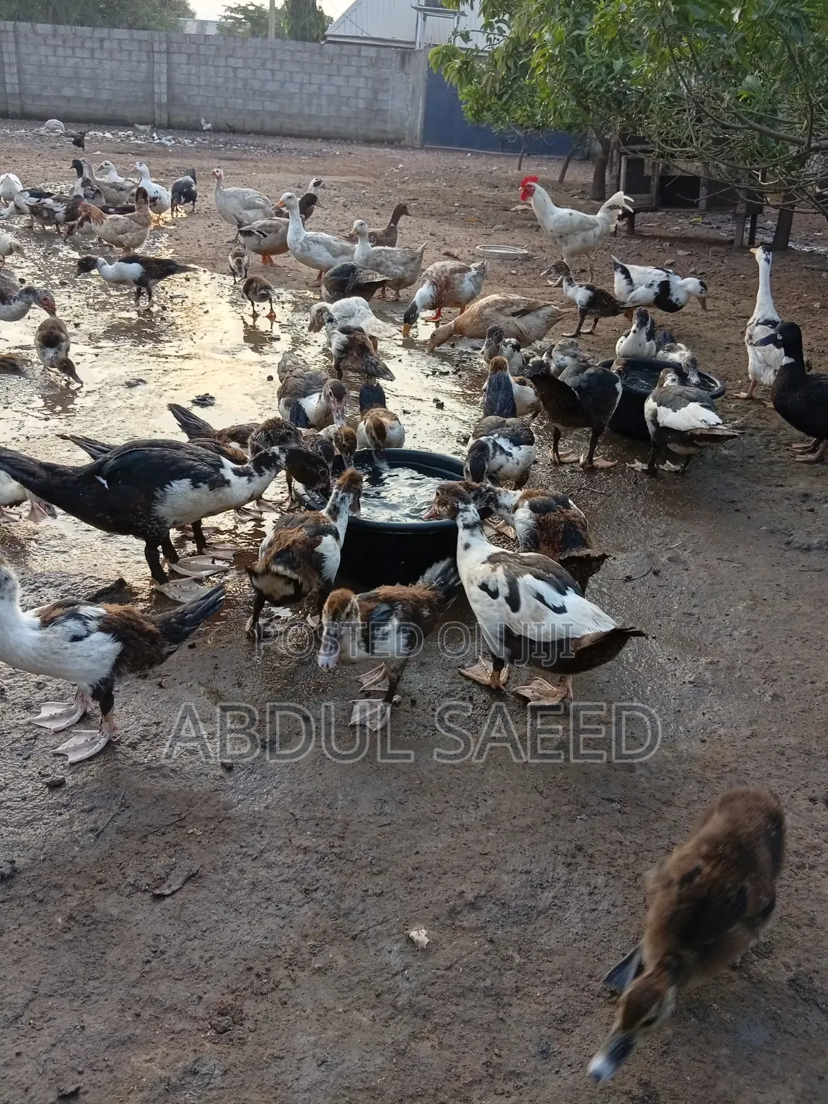Dduckling Fully Vaccinated