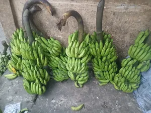 Fresh Banana