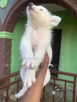 1-3 months Male Purebred American Eskimo