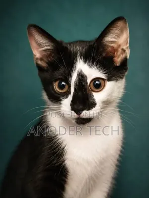 3-6 months Male Mixed Breed American Shorthair