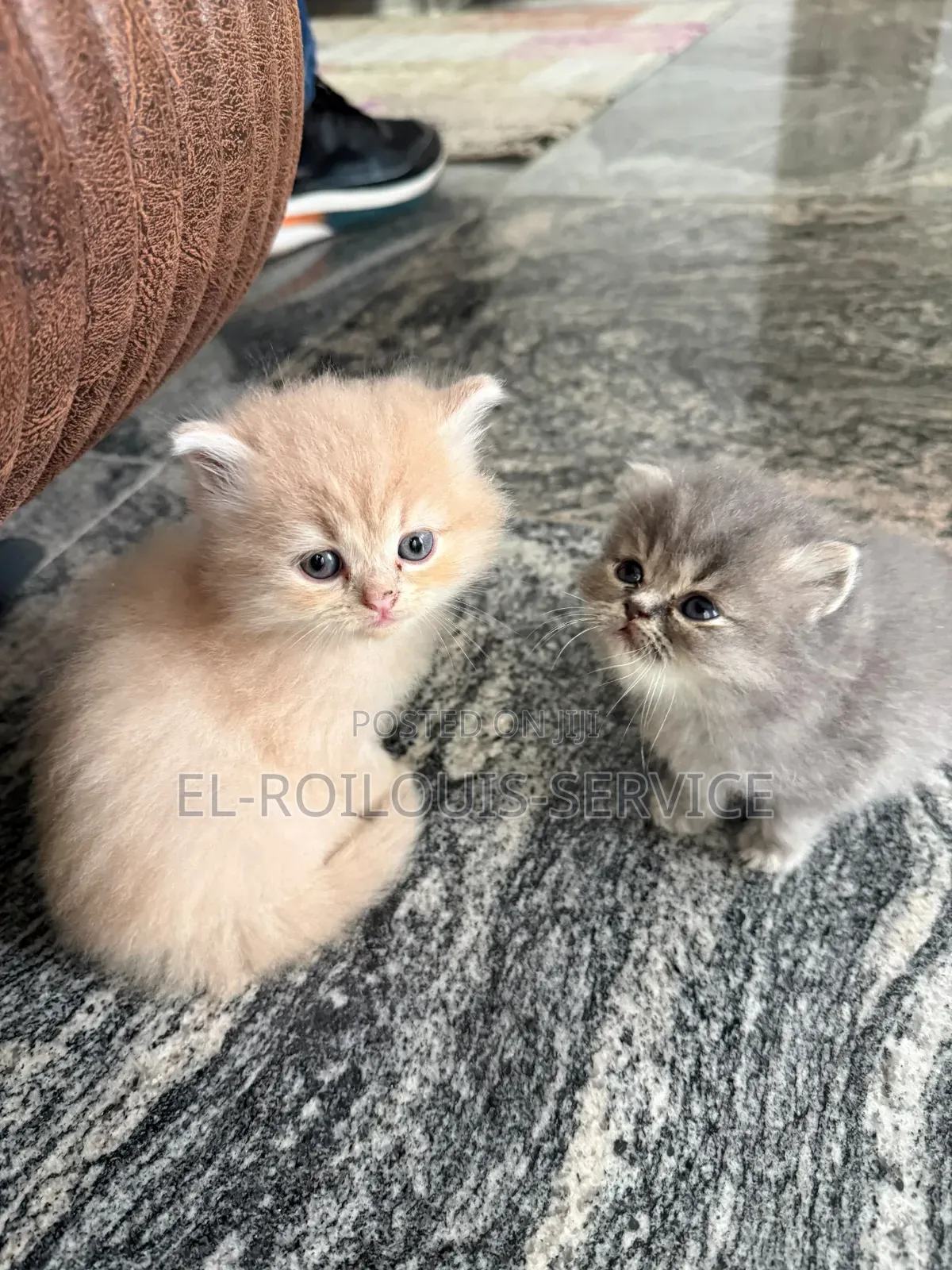 1-3 months Female Purebred Persian